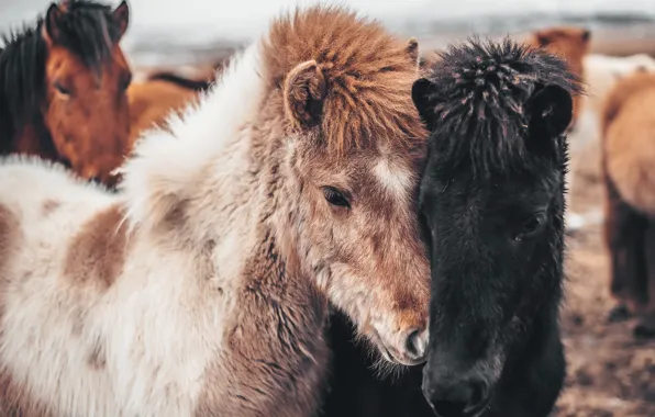 Nature, Iceland, Horses