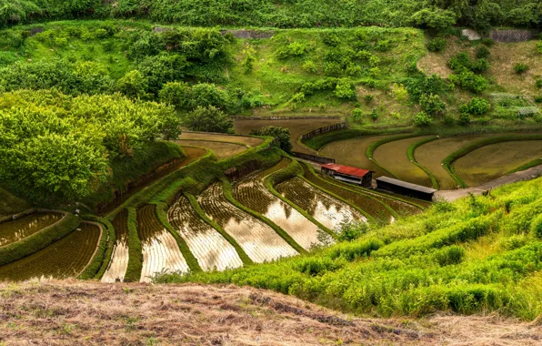 Picture greens, grass, water, trees, Japan, the bushes, plantation