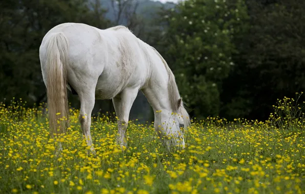 Picture field, summer, nature, horse