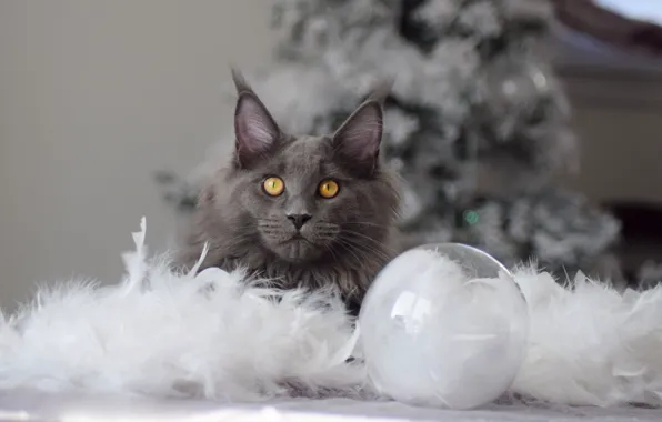 Winter, cat, cat, look, glass, face, pose, table