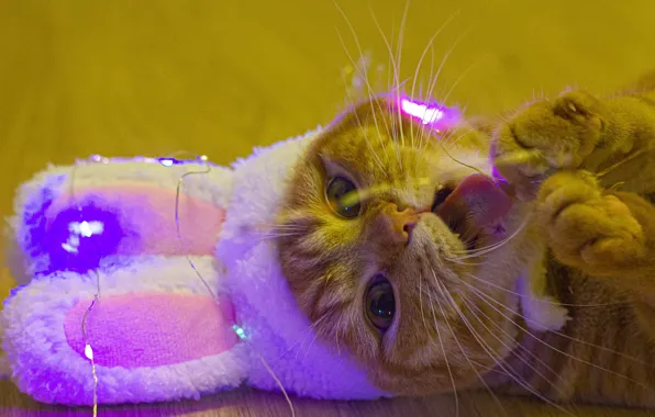 Language, cat, cat, look, light, kitty, the game, legs