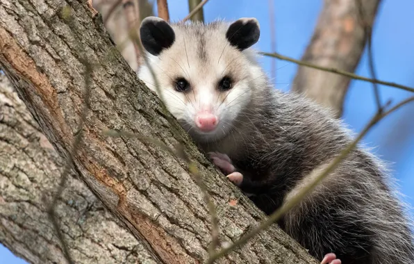 Tree, animal, Possum