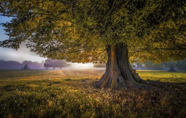 Field, autumn, fog, tree, foliage, spreading