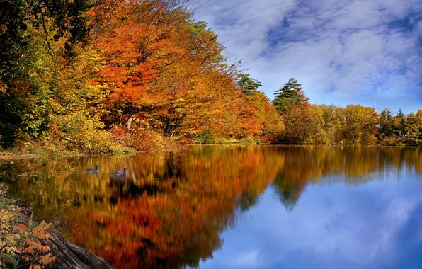 Picture autumn, the sky, river, Canada