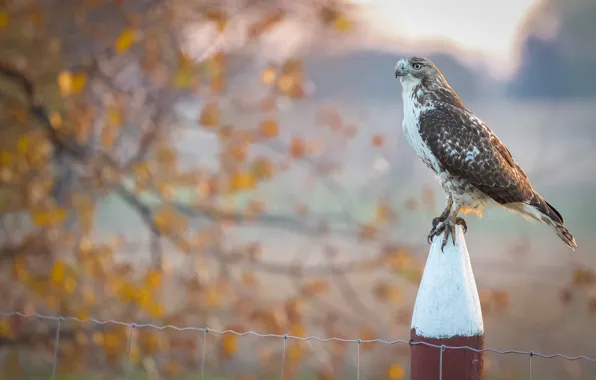 Bird, the fence, post, Falcon