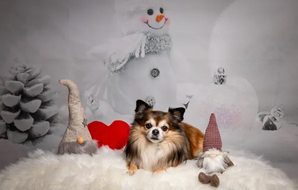 Look, balls, heart, toys, dog, Christmas, dwarves, New year