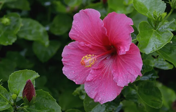 Macro, pink, hibiscus