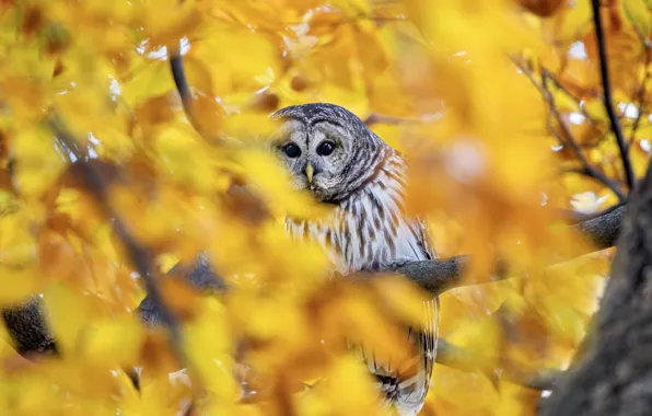 Autumn, look, branches, nature, owl, bird, foliage, blur