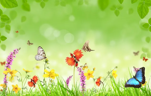 Butterfly, flowers, weed, leaves