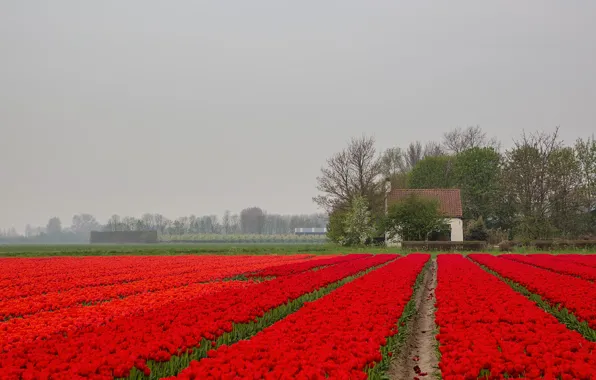Picture home, flowers, plantation, fog, tulips, Netherlands