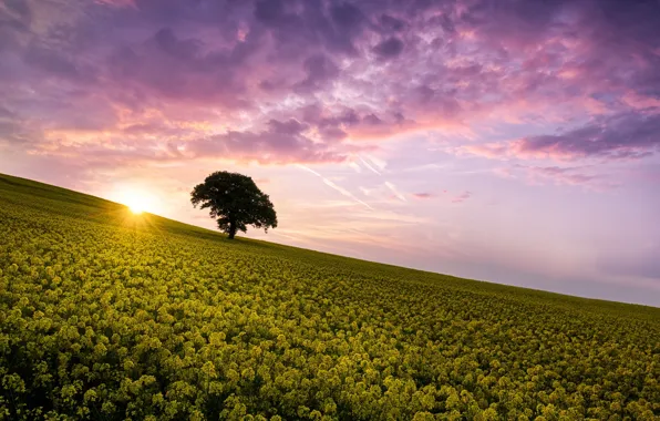 Summer, tree, morning, rape