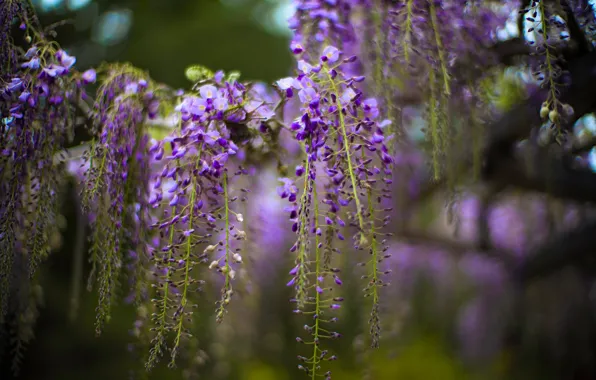 Flowers, blur, spring, flowering, lilac, bokeh, Wisteria, Wisteria