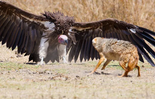 Fox, wings, feathers, predator, defense, vulture
