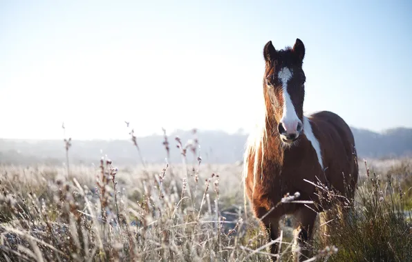 Picture nature, background, horse