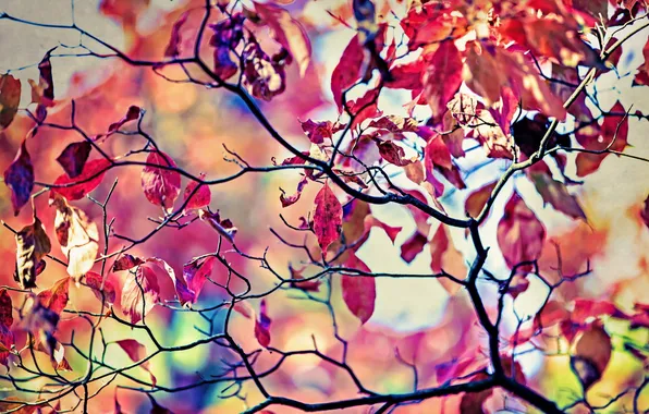 Picture leaves, macro, Priroda