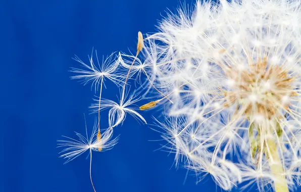 Macro, nature, dandelion