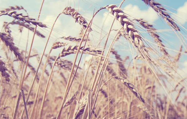 Picture field, landscape, nature, Romania, wheat. summer