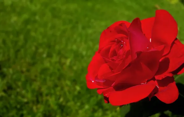 Drops, macro, rose, petals, Bud