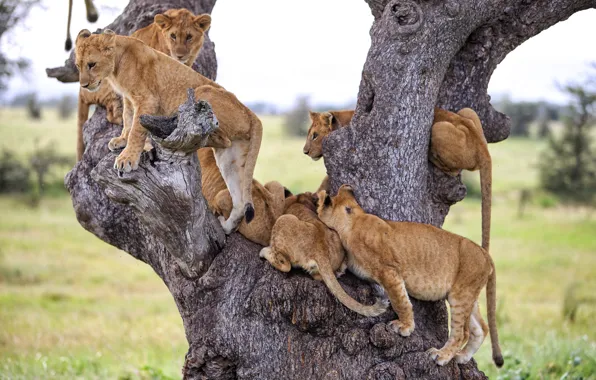Branches, tree, Savannah, trunk, Africa, wild cats, lions, the cubs