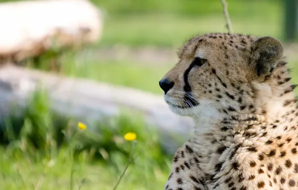 Face, predator, Cheetah, profile