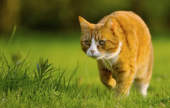 Picture grass, cat, red, Muffi