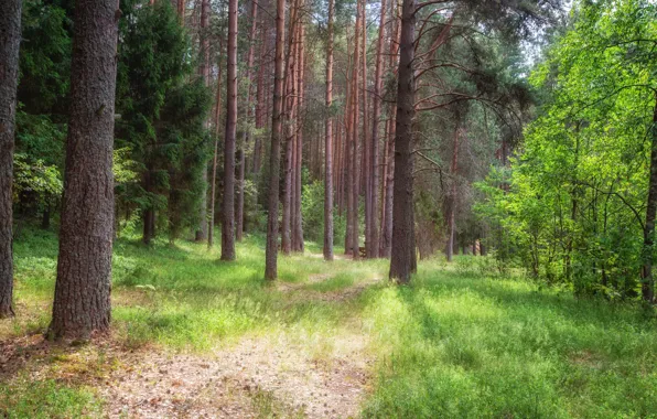 Greens, forest, summer, grass, light, trees, branch, trunks