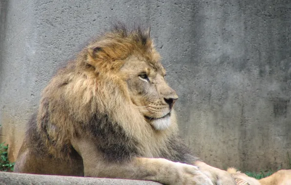 Picture Leo, Prairie, beige
