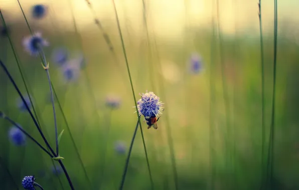 Picture macro, flowers, bee, stems, field, lilac