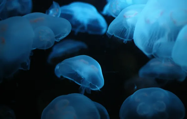 Picture sea, depth, a lot, luminescent, jellyfish