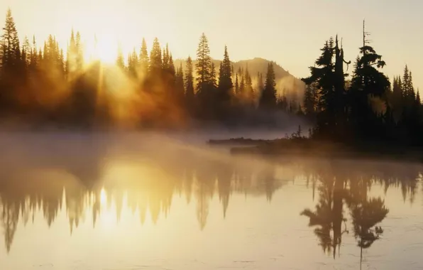 River, trees, morning, fog, sunrise