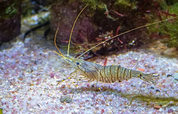 The bottom, shrimp, under water, stones