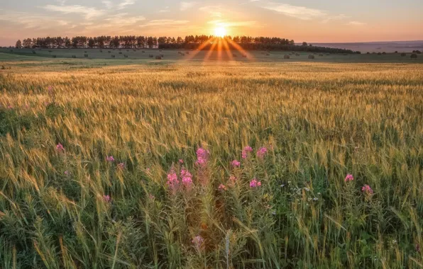 Field, summer, the sky, the sun, rays, light, sunset, flowers