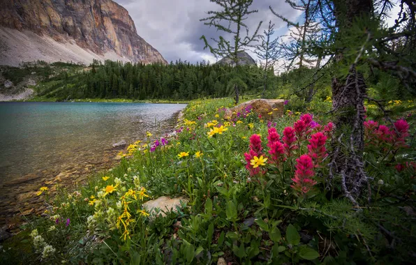 Picture forest, the sky, clouds, trees, landscape, flowers, mountains, nature