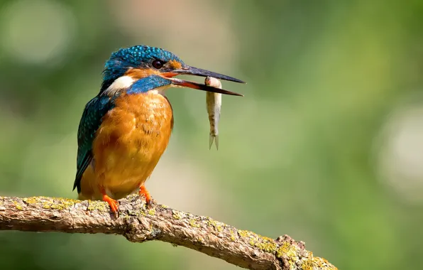 Picture drops, bird, fish, branch, beak, kingfisher, alcedo atthis, common Kingfisher