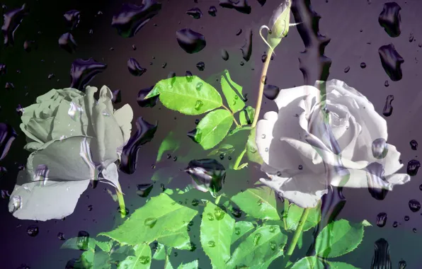 Glass, rain, roses