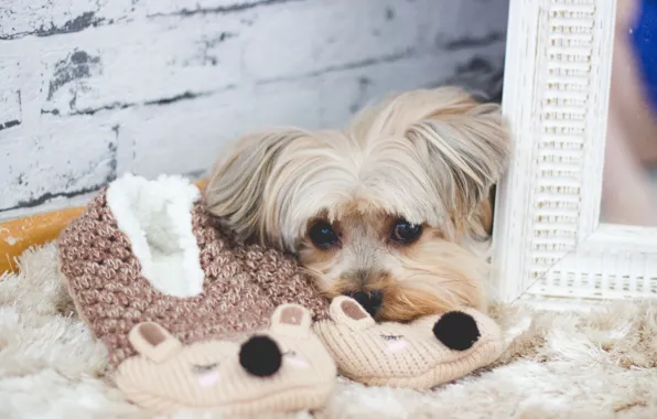 Look, dog, wool, mirror, Slippers