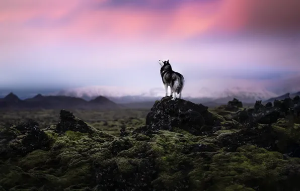 Sunset, nature, dog