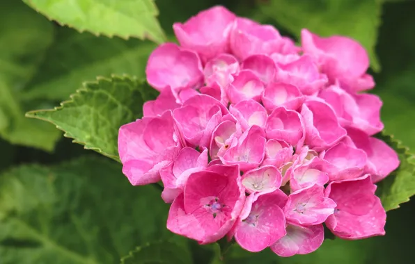 Leaves, flowers, pink, hydrangea