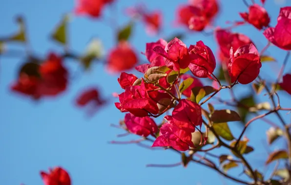 Flowers, branches, red, blue background, bokeh, bougainvillea