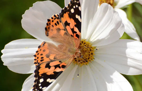 Picture flower, macro, butterfly, kosmeya, Vanessa certopoloha, the painted lady, painted lady