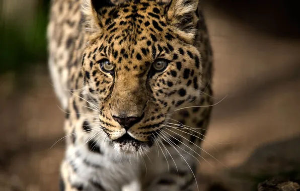 Picture face, predator, leopard