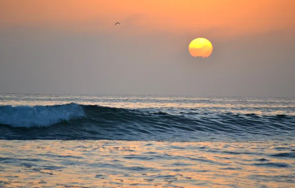 Picture sea, the sun, bird, the evening, surf