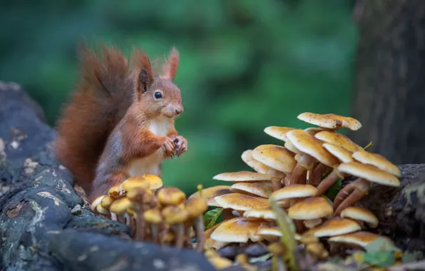 Picture mushrooms, protein, sitting