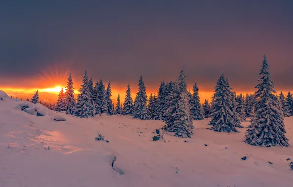 Winter, the sun, rays, snow, trees, landscape, sunset, nature