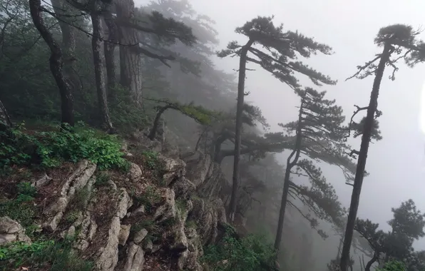 Trees, mountains, fog