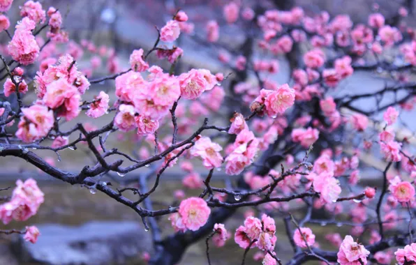 Water, drops, flowers, spring, Japan, Kyoto, Imperial garden