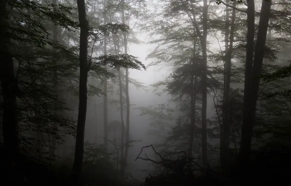 Picture forest, trees, fog, silhouettes, driftwood