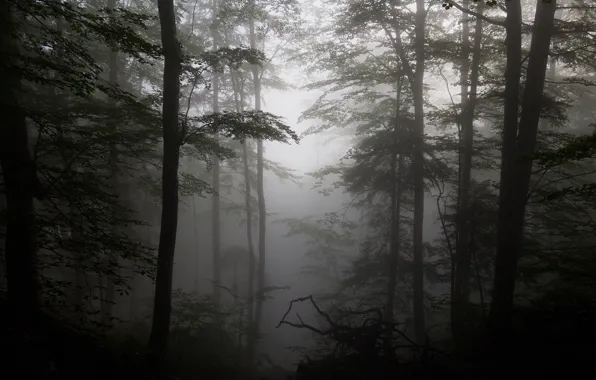 Forest, trees, fog, silhouettes, driftwood