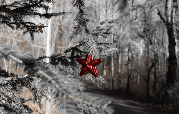 Forest, holiday, star