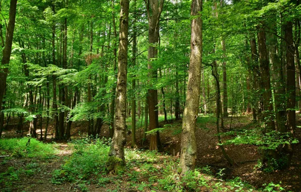 Picture forest, summer, nature